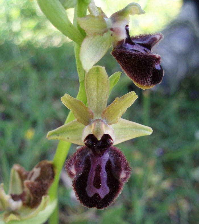 Ophrys incubacea