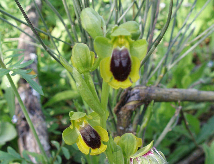 Ophrys lutea