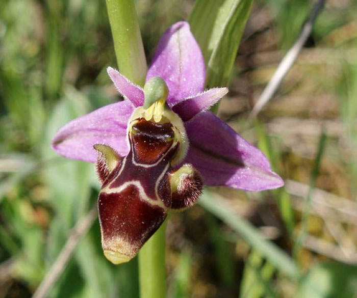 orquidea ophrys scolopax | Revista de Flores, Plantas, Jardinería,  Paisajismo y Medio ambiente