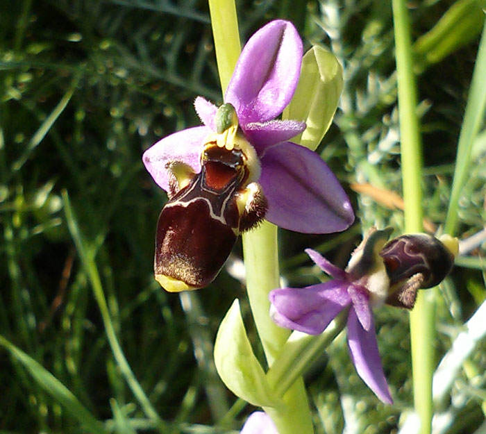 Ophrys scolopax