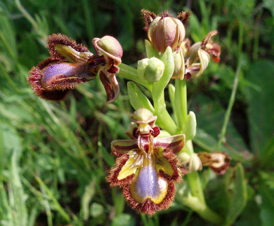 Orquídeas autóctonas españolas en Alcaraz
