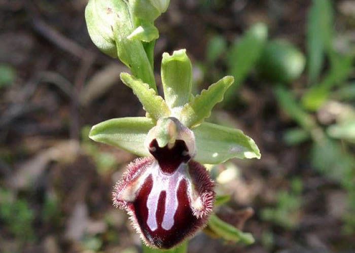 Orquídea ophrys sphegodes