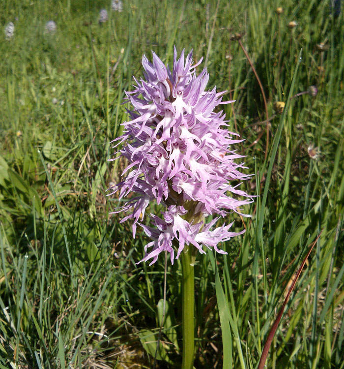 Orchis italic