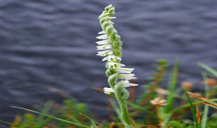 Spiranthes spiralis