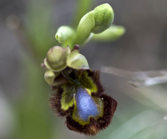 Orquidea silvestre fotografiada por Voro Serra en Valencia