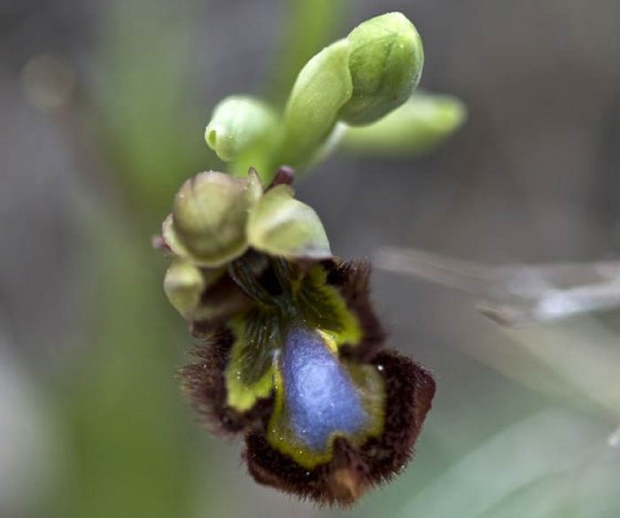 orquideas en valencia