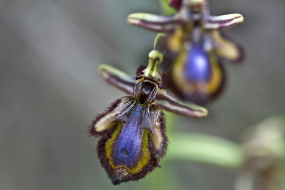 Orquidea silvestre fotografiada por Voro Serra en Valencia
