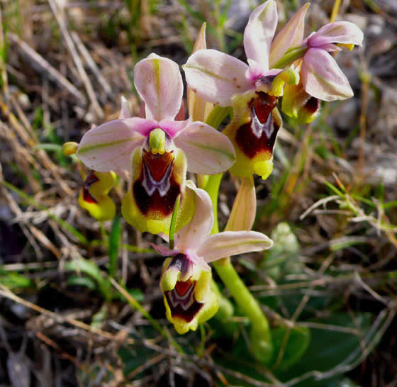 Orquidea silvestre fotografiada por Voro Serra en Valencia