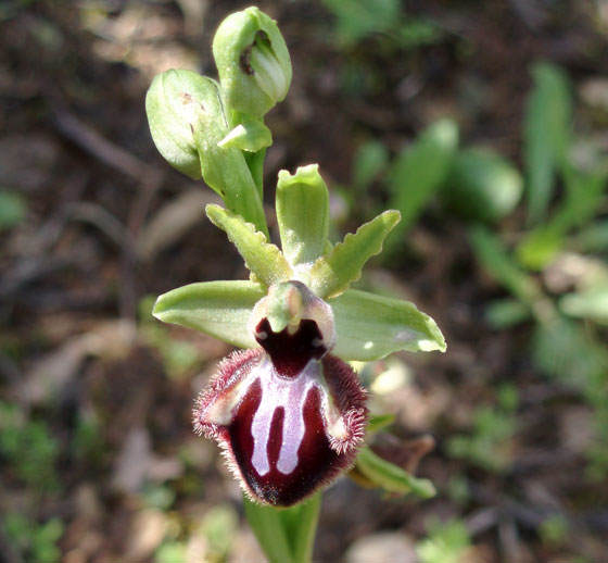 Orquídea Ophrys sphegodes