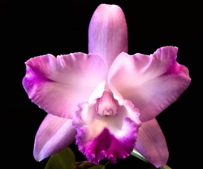 Orquideas rosa