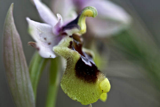 Flores de Orquídeas silvestres