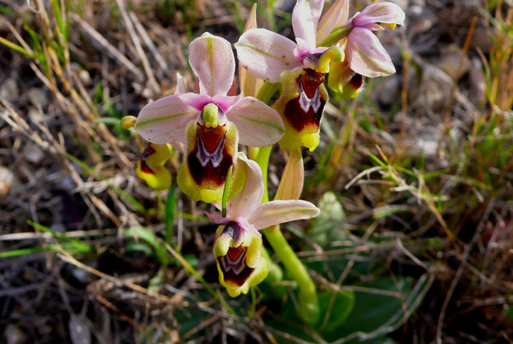 Exposición internacional de orquídeas