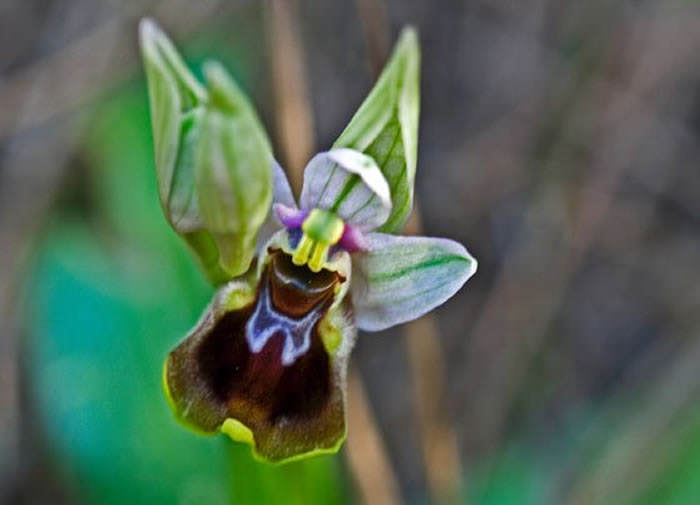 orquídeas silvestres