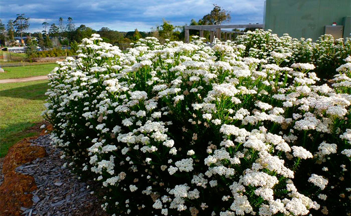 Ozothamnus rosmarinifolius en el jardín