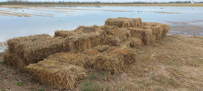 Pacas de paja de arroz