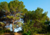 Paisaje de pinos
