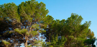 Paisaje de pinos