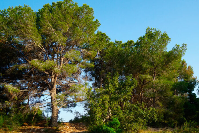 Paisaje de pinos