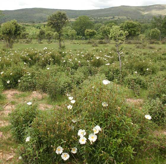 Plantas de Jara