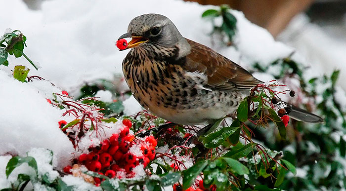 Pájaro en jardín en invierno