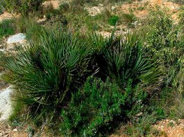 Chamaerops humilis