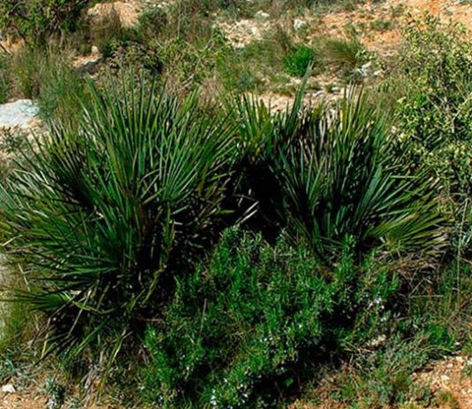 Chamaerops humilis