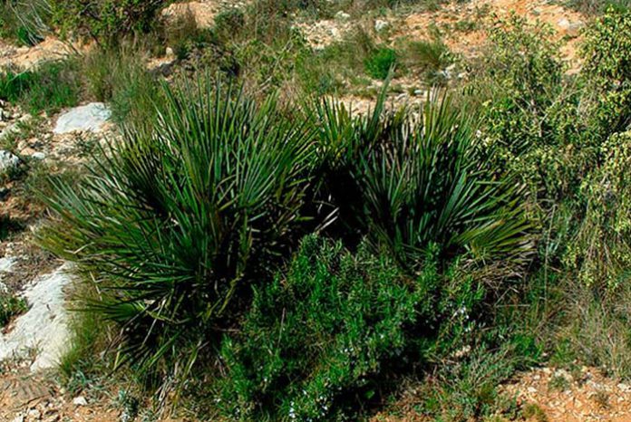 Chamaerops humilis