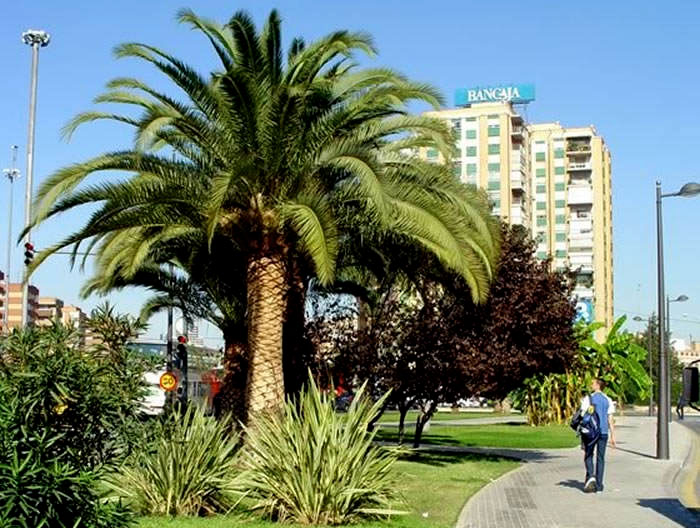 Palmera Phoenix canariensis en jardinería Palmera Phoenix canariensis en jardinería