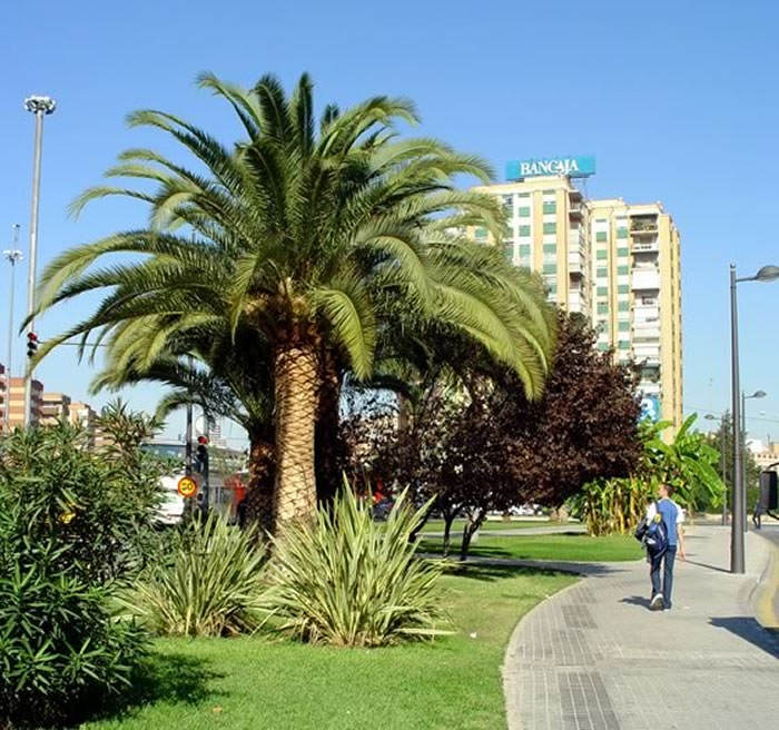 palmera phoenix canariensis