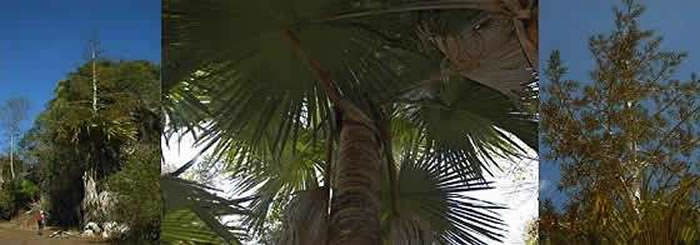 Palmera tahina spectabilis