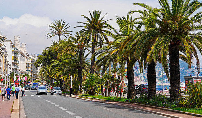 Palmeras en la ciudad