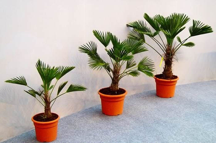 palmeras trachycarpus wagnerianus