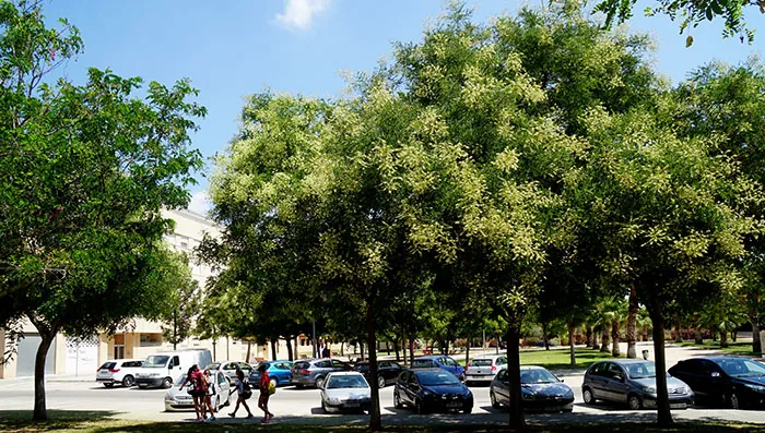Parque con árboles en la ciudad de Picassent
