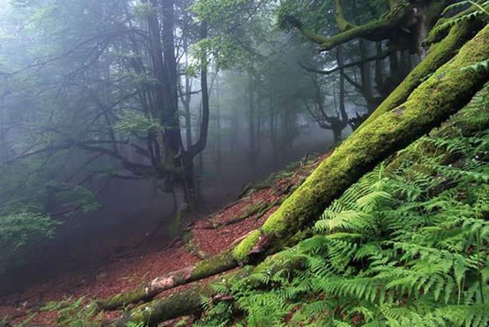 Parque Natural del Gorbeia