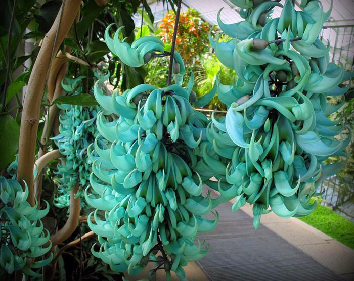 Strongylodon macrobotrys, la parra de jade | Revista de Flores, Plantas,  Jardinería, Paisajismo y Medio ambiente