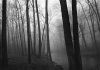 Paul Caponigro