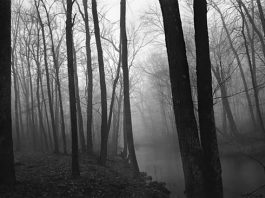 Paul Caponigro
