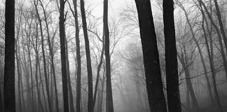 Paul Caponigro