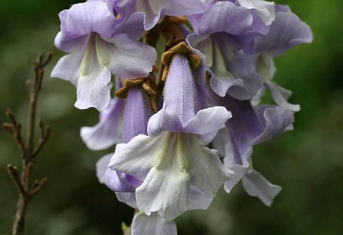 Paulownia tomentosa