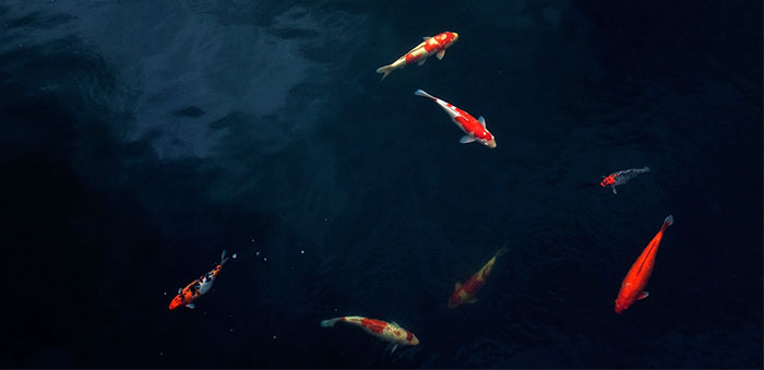 Mantenimiento de los peces del estanque en invierno