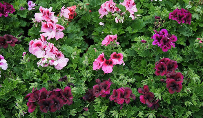 Pelargonium grandiflorum