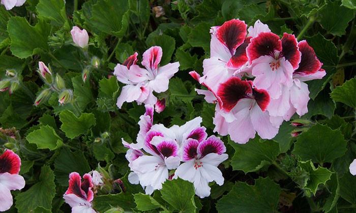 Pelargonium grandiflorum | Revista de Flores, Plantas, Jardinería, Paisajismo y Medio ambiente