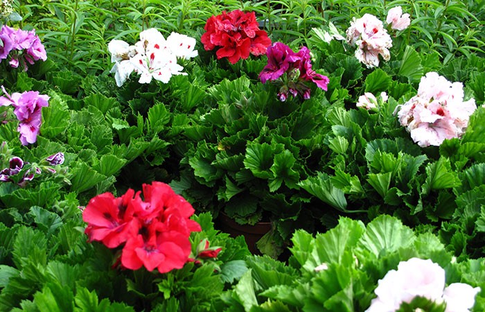 Pelargonium grandiflorum | Revista de Flores, Plantas, Jardinería,  Paisajismo y Medio ambiente