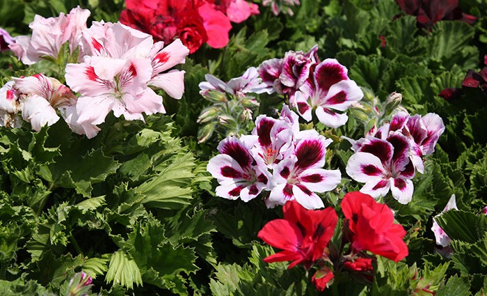 Flores de Pelargonium grandiflorum