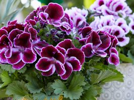 Pelargonium grandiflorum