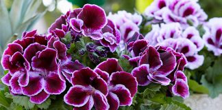 Pelargonium grandiflorum