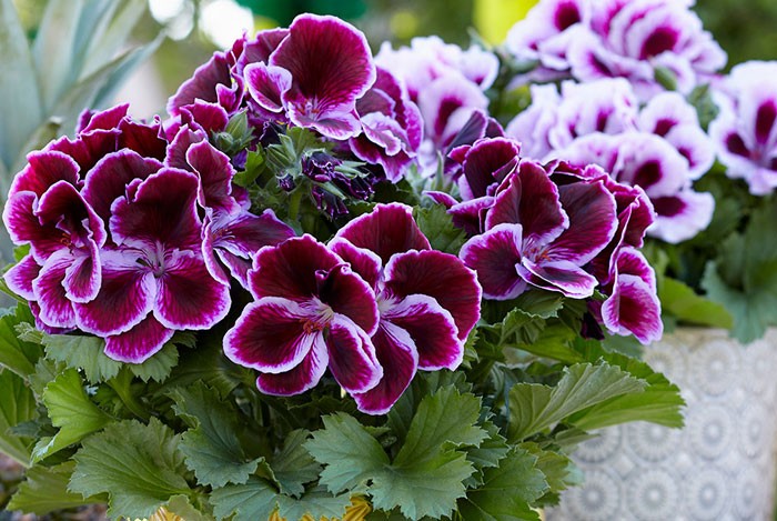 Pelargonium grandiflorum