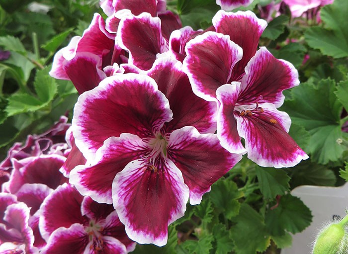 Flores de Pelargonium grandiflorum