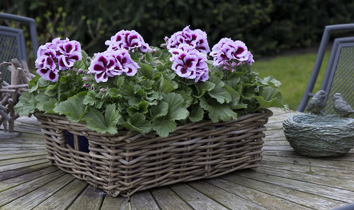 Flores de Pelargonium grandiflorum