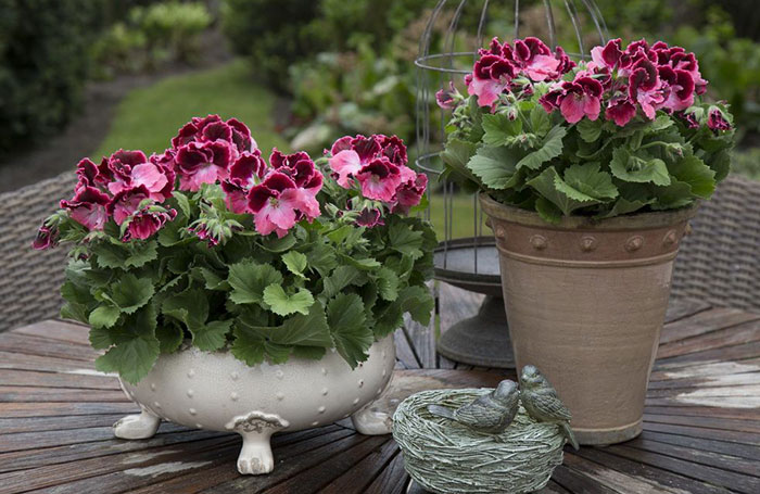 Pelargonium grandiflorum | Revista de Flores, Plantas, Jardinería,  Paisajismo y Medio ambiente